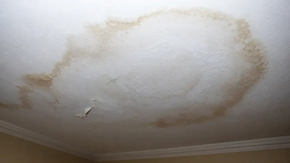 Hidden Water Becomes Rot, Mould, and a Structural Problem for Leak Detection and Thermal Imaging Maple